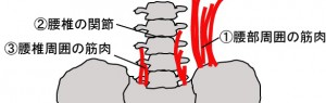 腰部解剖イラスト